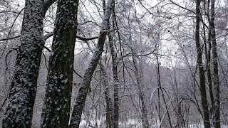 Шустрые белки в зимнем лесу