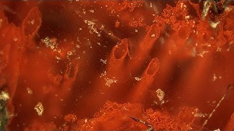Scientists find the oldest evidence of life on Earth?