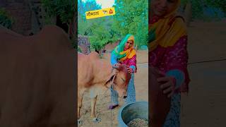 #हरियाणवी_कलचर 🐄🛕🦚#gaumata 🔱🐄 #shorts #flyxo #trending #7dtd