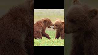 A Dramatic Escape The Cubs Evade A Deadly Threat