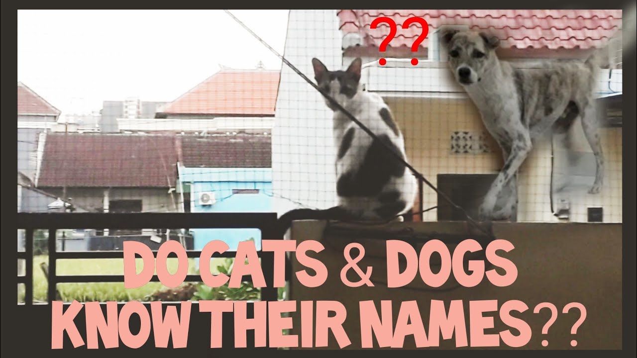 Do Cats and Dogs Know Their Names? PETS FACT REVEALED! YouTube