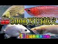 アロワナyoutube最長特集『超高級熱帯魚』IN ピンポイント　紅龍から金龍　特殊熱帯魚まで値段も全てご紹介！Twitterで大人気アジアアロワナ　メタルレッドも沢山撮影『熱帯魚屋』ショップ訪問