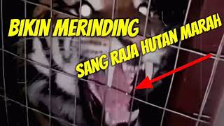 Bikin merinding ( sang raja hutan marah ) harimau