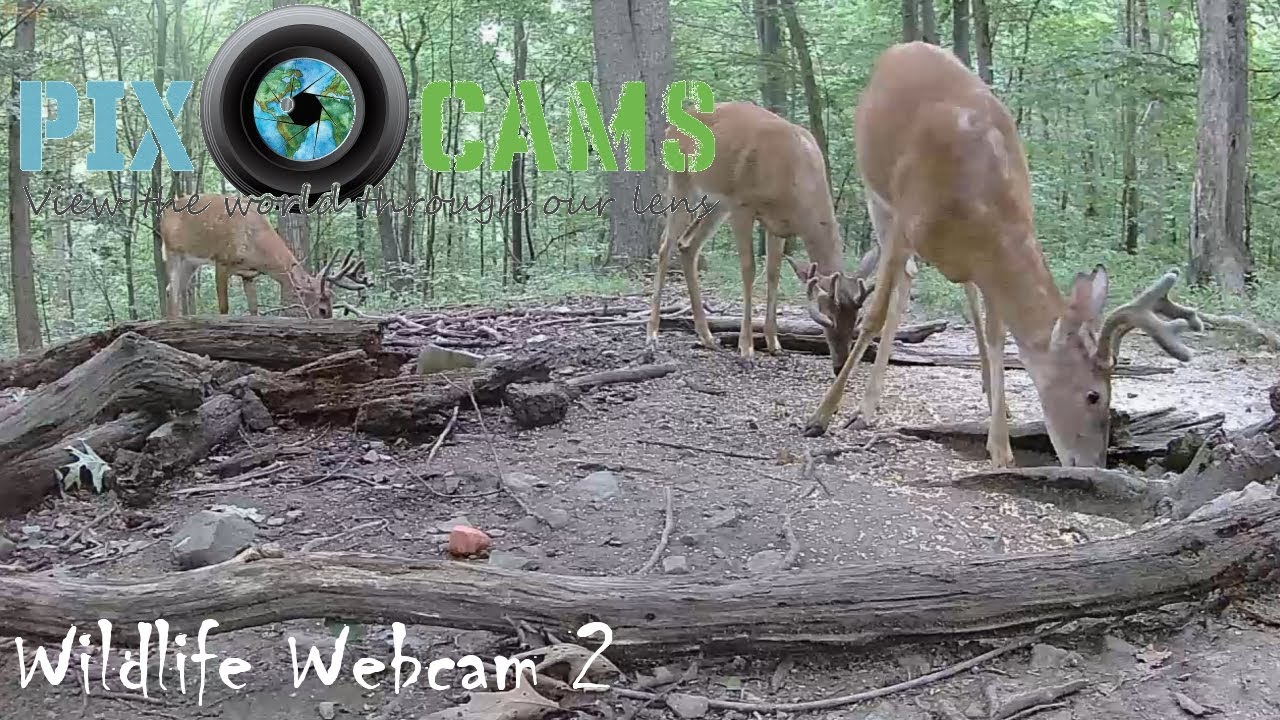 PixCams Wildlife Cam 2 Live Stream