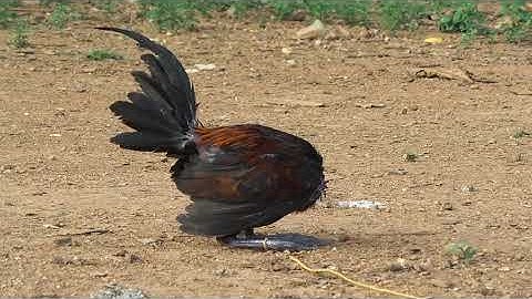 Qaib qus txuam (ลูกผสมไก่ป่า)-1