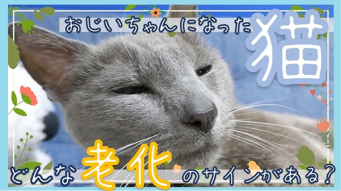 カワイイ 赤ちゃん猫に対する優しい反応がかわいいロシアンブルー Youtube カワイイ 赤ちゃん猫に対する優しい反応がかわいいロシアンブルー Youtube