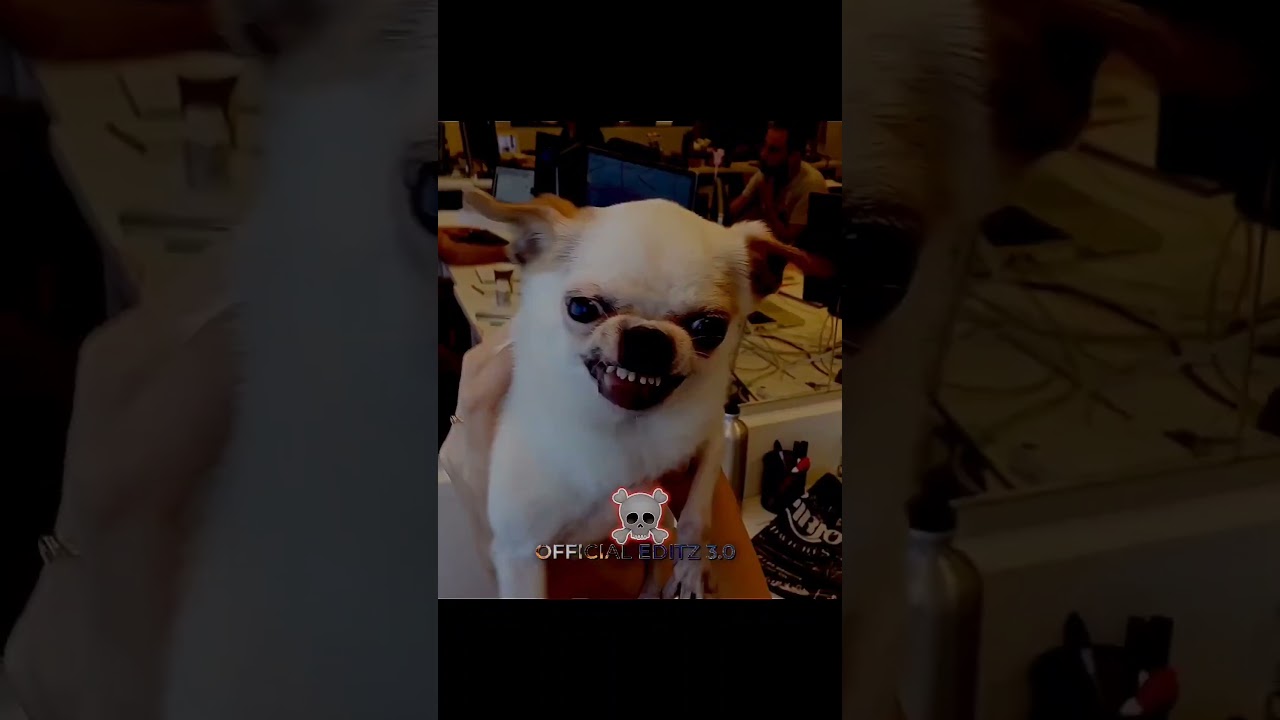 Best dogs 💀 ..... 