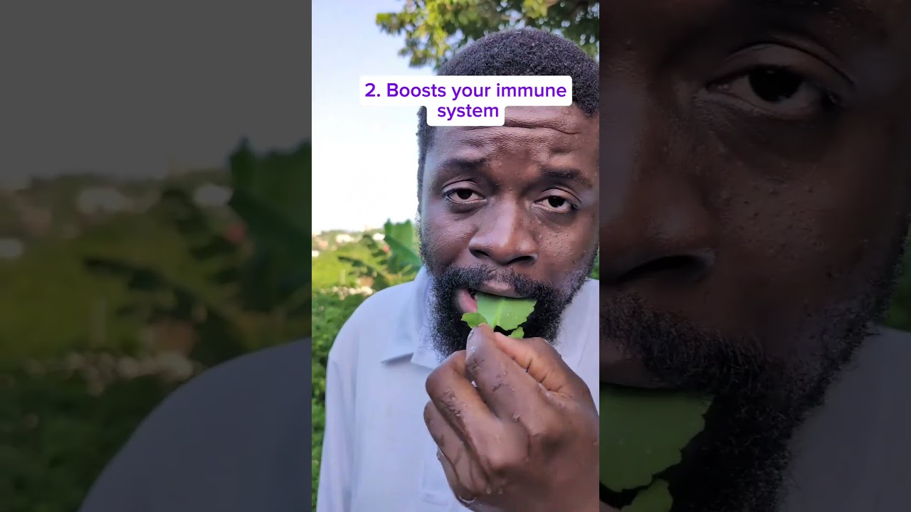 How to use leaf of life the best way