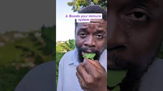 How to use leaf of life the best way