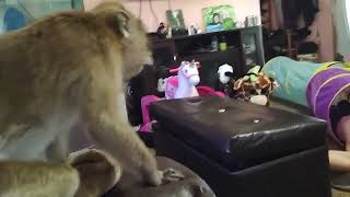 Penny Rose A Java Macaque Monkey Walking Alice Rae A Capuchin Monkey