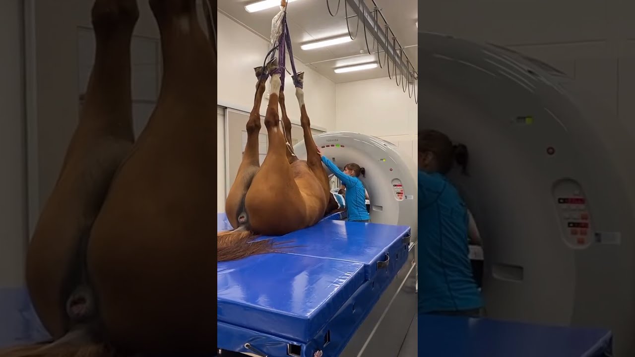 Horse check machine - Smart horse show