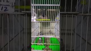 Celebrity White Java W/S Silver Java Baby Gray Java #birds #javabreeding #javabirds #lovebirds Net Worth