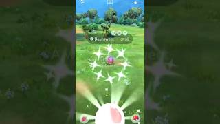 Bounsweet 🌸 May 2024 Community Day Bounsweet 🌸 May 2024 Community Day