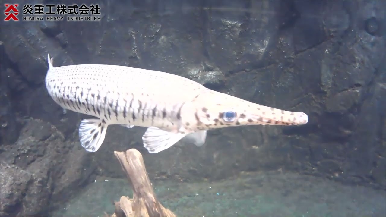 USB水中カメラ (水深10m)｜炎重工株式会社
