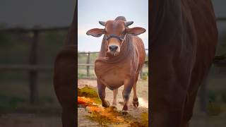 গরু দেরে 😎🐂💥 #cow #animals #shorts #viralvideo #foryou #2026