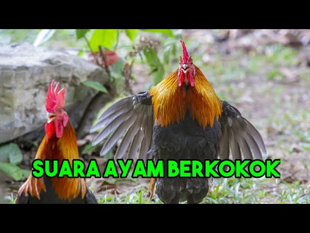 KUMPULAN SUARA AYAM JAGO BERKOKOK class=