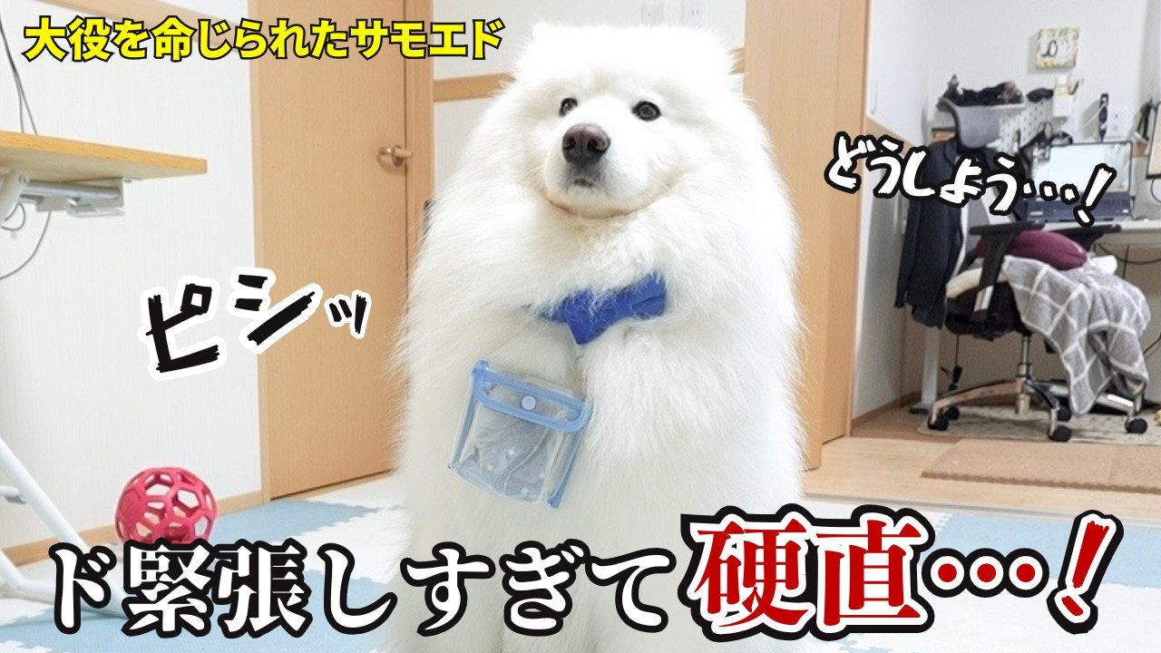 サモエドパパ パパにサプライズ!?大役を任されたサモエドのド緊張ぶりがヤバすぎまし