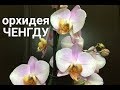 ОРХИДЕЯ Ченгду Phalaenopsis Chengdu чем отличается от орхидеи Салинас