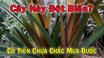 99,9% các bác chưa gặp cây này, công dụng tuyệt vời có tiền chưa chắc đã mua được | THAODUOC.NET