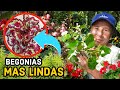 COMO recuperar TUS BEGONIAS - Después de ver ESTO tus BEGONIAS estaran mas HERMOSAS que Nunca