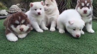 Watch this video if you love husky puppies!