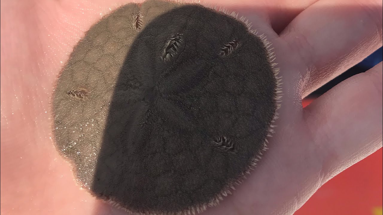 Finding a living sand dollar at destin beach Florida. YouTube