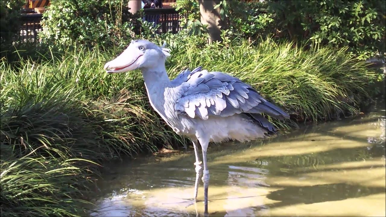 Shoebill ハシビロコウ アサンテのカッコいい捕食 Youtube