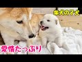 【柴犬 子犬】母の愛情をたっぷり受けて健やかに育つ子犬たちはこちら
