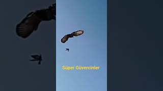 Süper Kuşlar