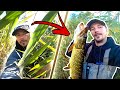 FISHING PIKE IN THICK REEDS FROM SHORE - Insane Fishing in Small River | Team Galant