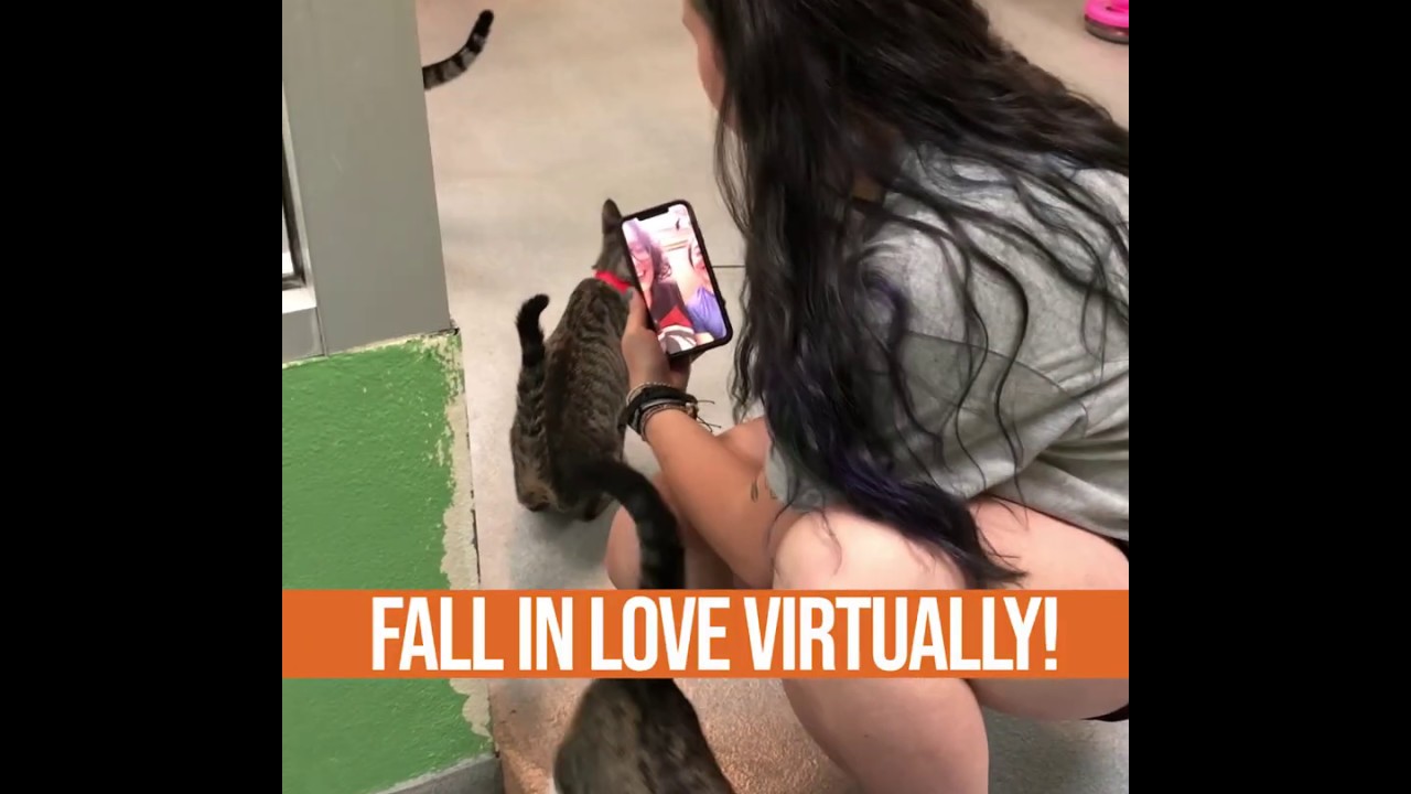 Virtual Pet Adoptions now at Pet Alliance of Greater Orlando