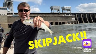 Skipjack Update 5-9-25