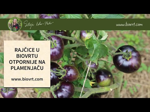 Video: Uzgoj Rajčice Prema Maslovu: Opis Metode Uzgoja Za Povećanje Prinosa 8 Puta, Sadnja Rajčice U Stakleniku
