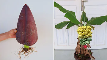 How to grow banana tree from Banana Flower for beginners