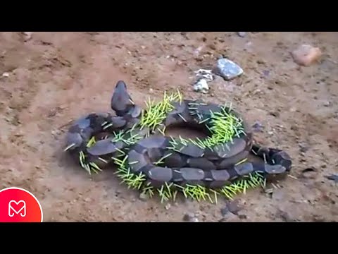 Видео: 14 видов боа и питонов: удивительные сжимающие змеи