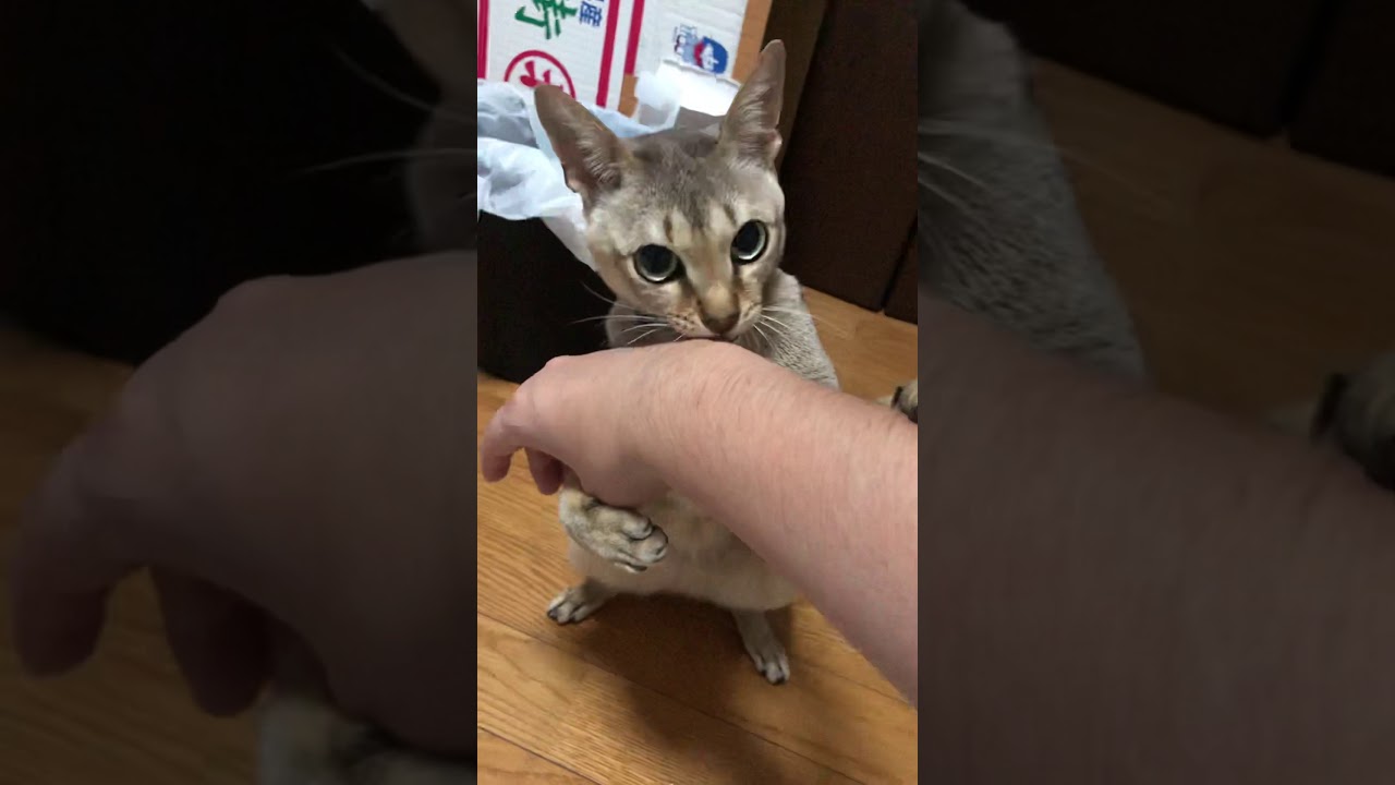 衝撃 Dvの実態 愛猫日記 10 度重なる暴力で飼い主を虐げる猫編 1126 Youtube