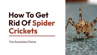 How to Rid of Spider Crickets | 8 Effective Strategies | The Guardians Choice