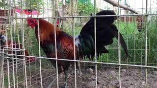 Mel Sims Hatch Pea Comb