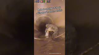 Robot Catches Gator Roaming Stormwater Pipes in Florida