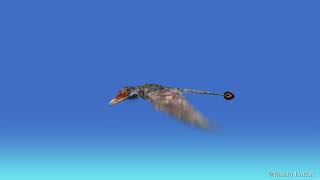エウディモルフォドンと飛ぼう！　Flying with Eudimorphodon
