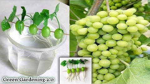 Simple method propagate grape tree with water, growing grape tree at home। बढ़ता हुआ अंगूर का पेड़