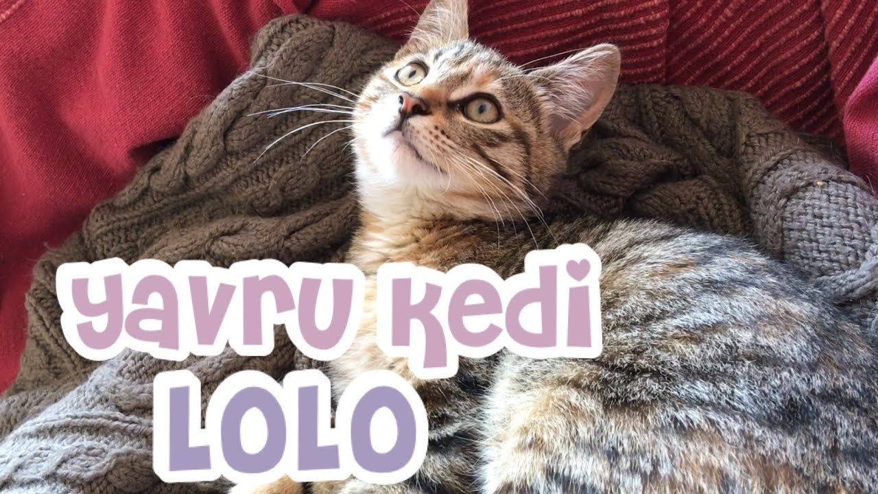 Yavru kedi Lolo Mayıs 2017 YouTube