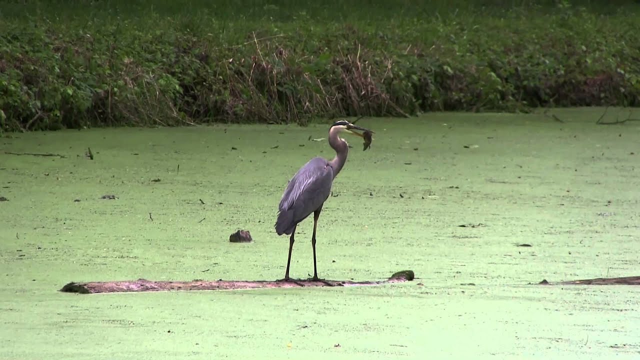 heron animal totem Great Blue Heron eating a Bluegill