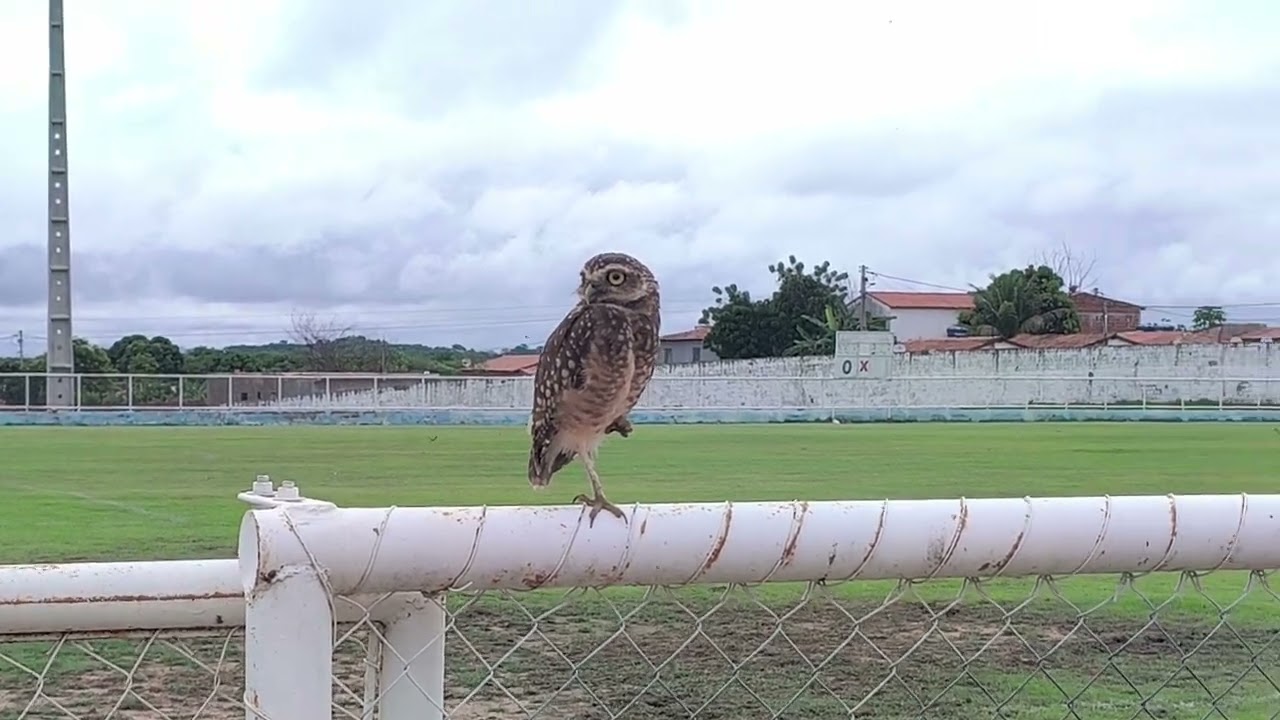 Casal de curuja, veja esse vídeo e se encante