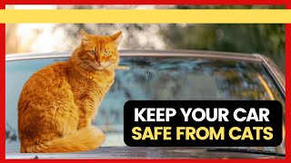 How to Keep Cats Off Your Car? Super Easy Proven Methods