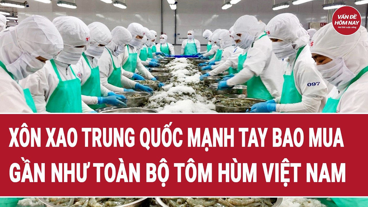 Xôn xao Trung Quốc mạnh tay bao mua gần như toàn bộ tôm hùm Việt Nam