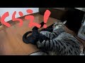 【クロ】しつこい小僧に本気猫キックをお見舞いする