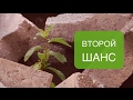 Второй шанс - Виталий Корчевский (Иона 3:1-5)