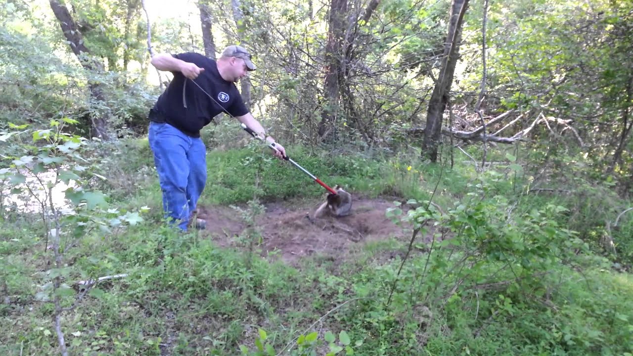 Releasing coon from leg hold trap YouTube