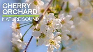 Cherry Orchard Serenity: Relaxing Garden Sounds with Birds Chirping and Buzzing Bees